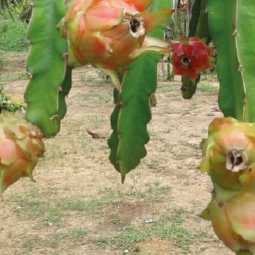 Dragon Fruit Cuttings new, 15-20 cm length