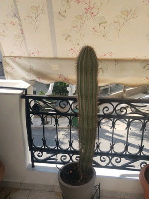 Pachycereus pringlei μεξικάνικος κάρντον κάκτος, ύψους 97 εκ.