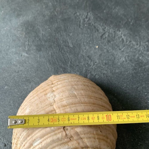 Large shell used