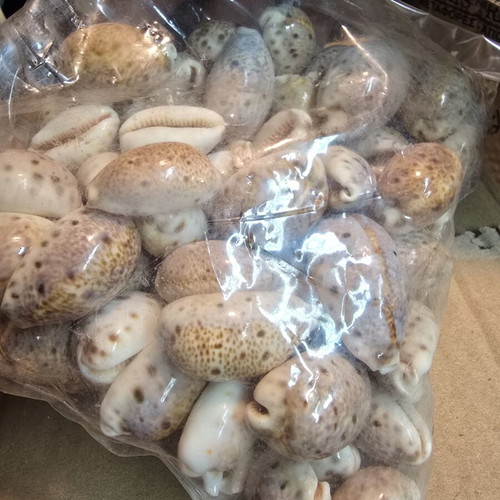 Natural Cypraea Lynx Seashells, pack for crafts and decoration