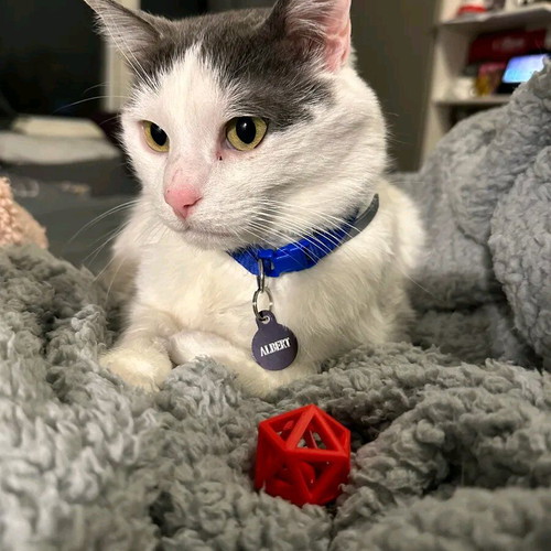 Cat toy new