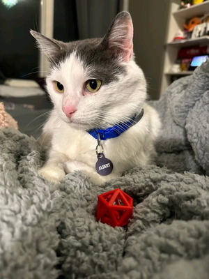 Cat toy new