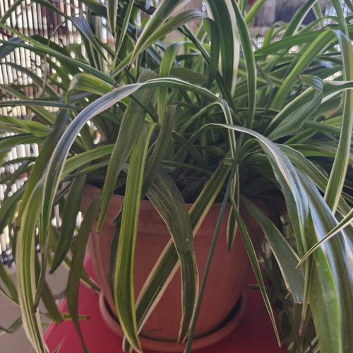 Spider Plant Chlorophytum comosum new with many offshoots
