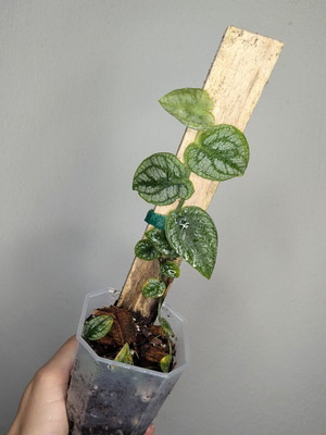 Monstera Dubia plant new