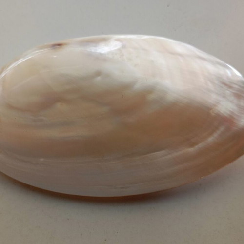 Mother of pearl shell used, lightweight, decorative
