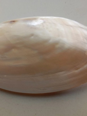 Mother of pearl shell used, lightweight, decorative