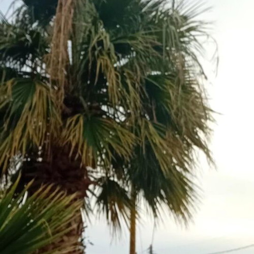 Washingtonia palm like new, 5 meters tall, 18 years old
