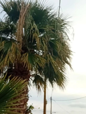 Палма Washingtonia като нова, височина 5 метра, 18 години