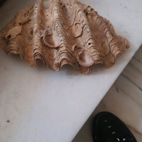 Seashells used