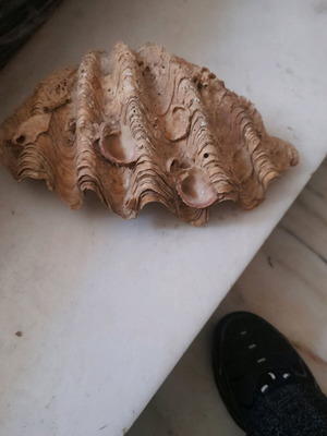Seashells used