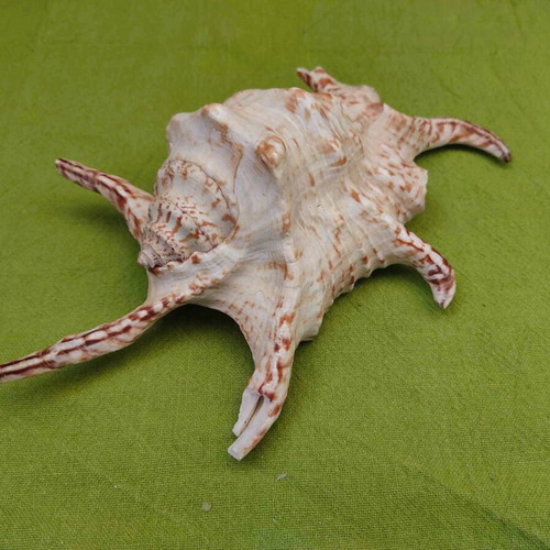 Natural spider conch shell used, 21cm