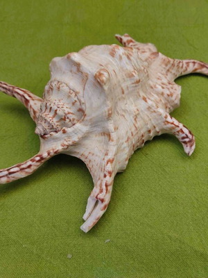 Natural spider conch shell used, 21cm