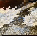  Swarovski Διακοσμητική Μινιατούρα Σκατζόχοιρος