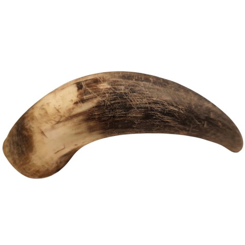 Bull horn natural like new, decorative, collectible