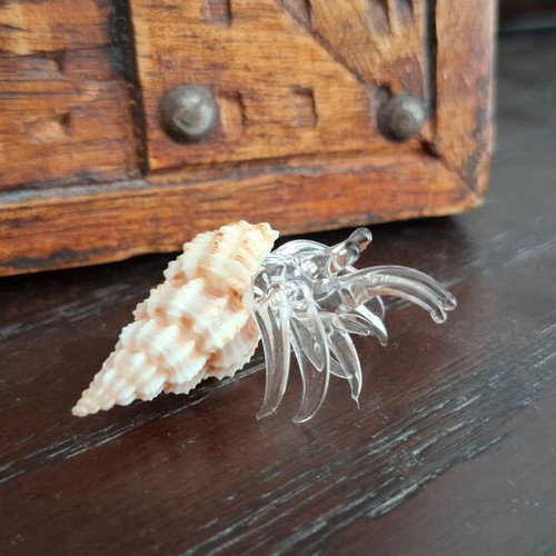 Decorative collection of real shells with crystal new