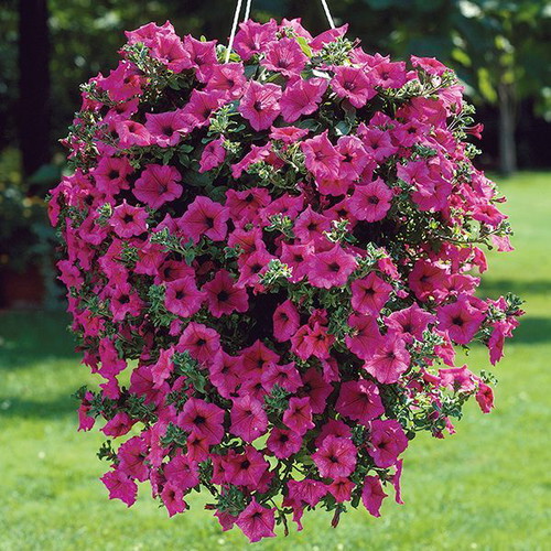 25 Pink Petunia Flowering Plant Seeds, Fast Growing