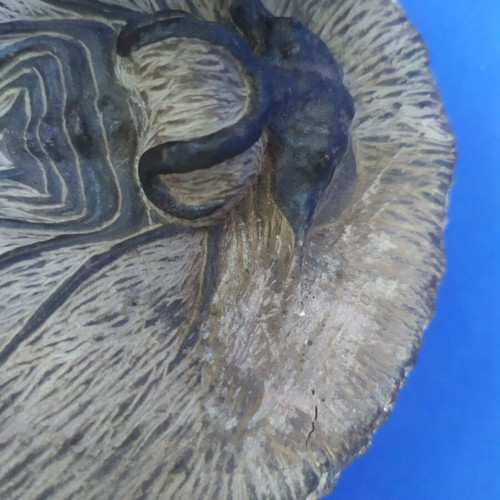 Trilobite display models set of 3, synthetic material, Moroccan