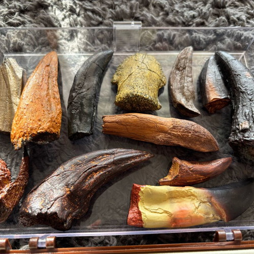 Dinosaur Fossil Replicas Collection like new, 20pcs with display