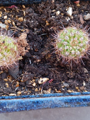 Κάκτοι Echinopsis σε χειροποίητη κεραμική γλάστρα, σετ δύο, καινούργιοι