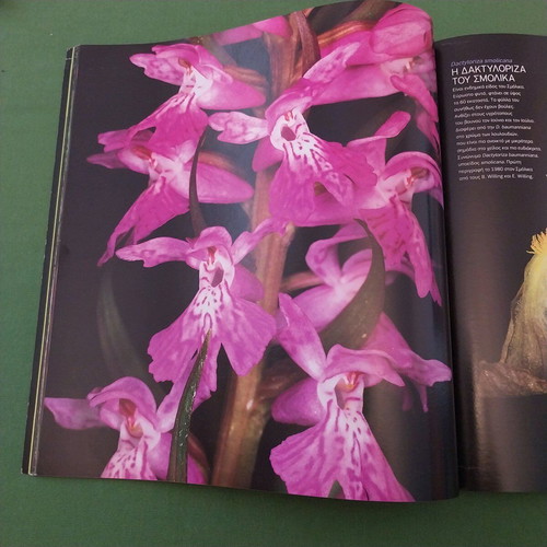 Wild Flowers book new, Greek flora photography by Giorgos Avagianos