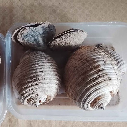 Authentic Decorative Seashells like new