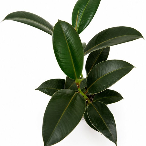 Ficus elastica new