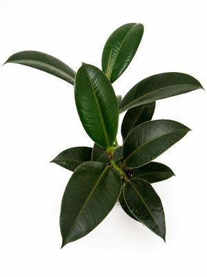 Ficus elastica new