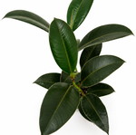 Ficus elastica new