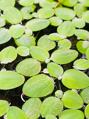Pistia καινούργιο, πακέτο 20 ριζωμάτων για ενυδρείο