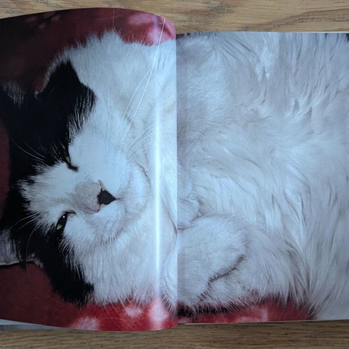 Cats in Cyprus Encounters book by Voula Kokkinou