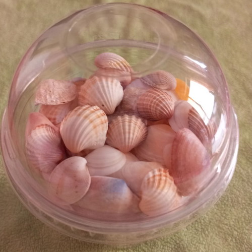 Rare collectible natural seashells like new for decoration and crafts