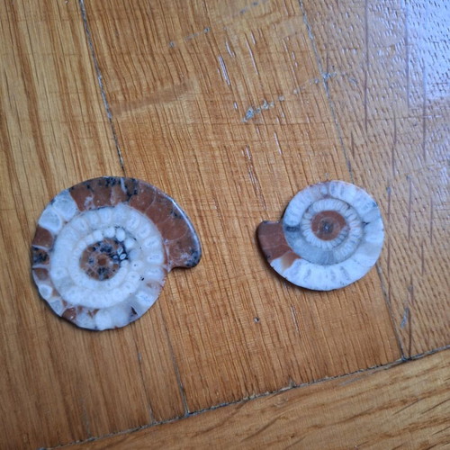 Polished Ammonite Fossils like new