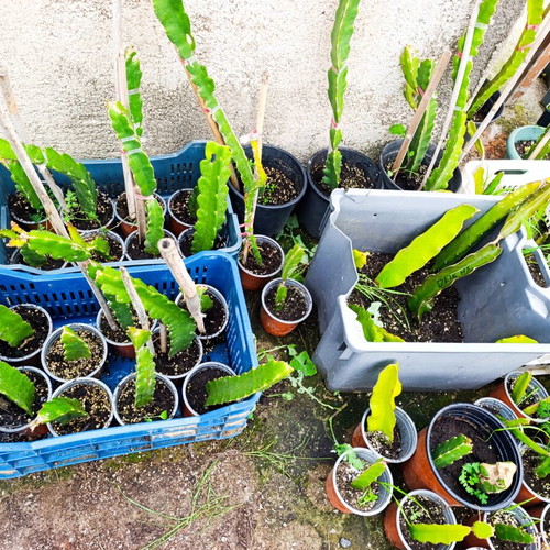 Dragon fruit rooted plants new