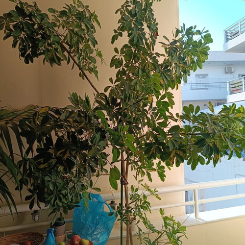 Schefflera plant 2.5 m, 7 years old