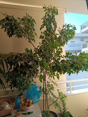 Schefflera plant 2.5 m, 7 years old
