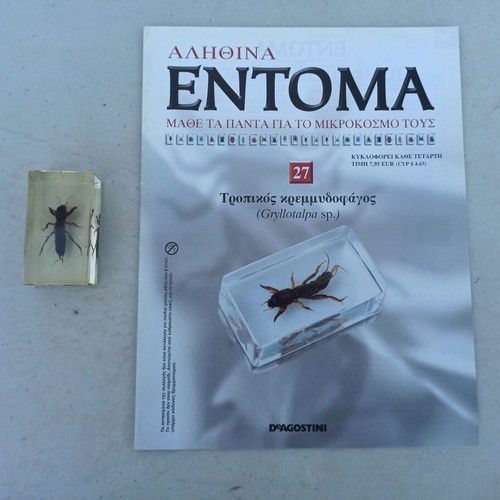 Tropical Onion Borer Insect from Deagostini True Insects Series like new