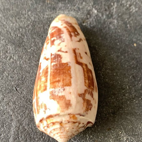 Shell used, as shown