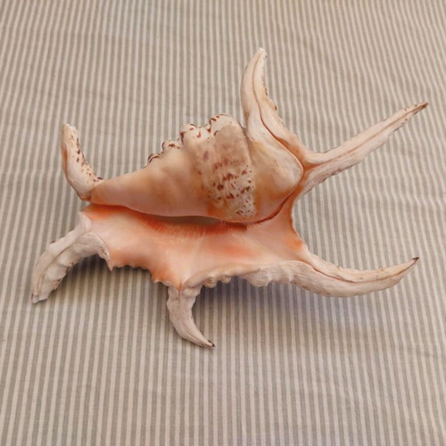 Natural Water Conch Shell Lambis Lambis used, 21 cm hexagonal