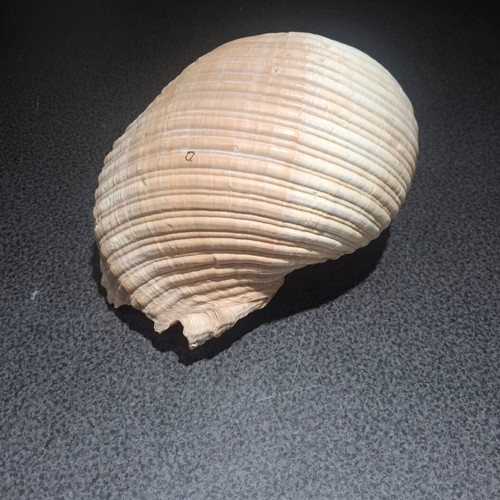 Tonna galea large collectible seashell, 19cm