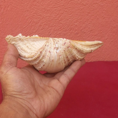Large clam shell 20×14×10 cm, with hole for hanging or lamp