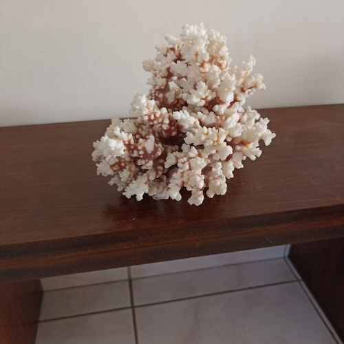 Vintage large natural white coral decor