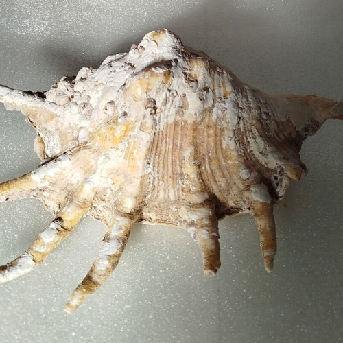 Seashells used, pack of 2 very old over 40 years