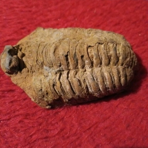 Trilobite fossil used, rare authentic for collectors