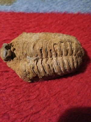 Trilobite fossil used, rare authentic for collectors