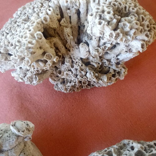 Set of 3 Authentic Marine Decor Corals
