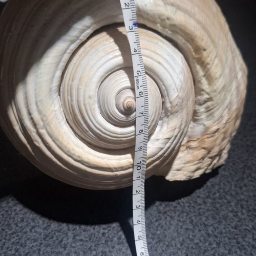 Tonna galea large collectible seashell, 19cm