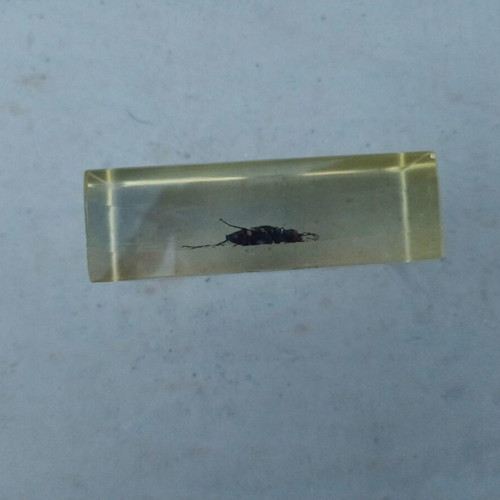 Tiger Beetle Insect from Deagostini True Insects series like new with book