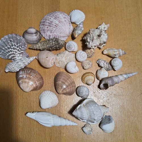 Seashells from Various Greek Islands like new