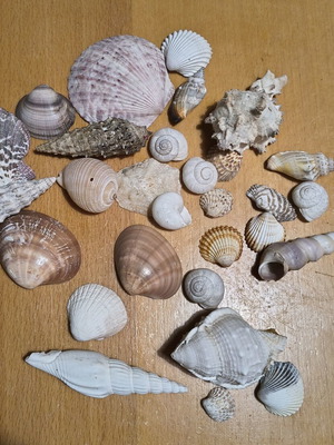 Seashells from Various Greek Islands like new