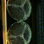 Serving plates for nuts like new